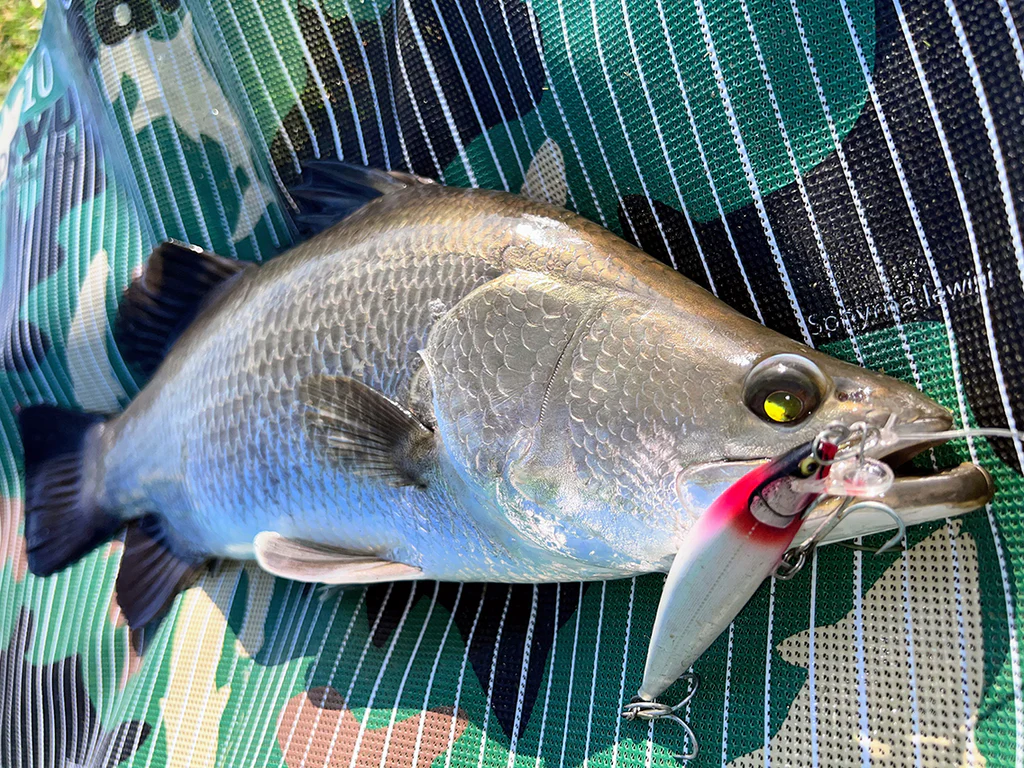 タイ・バンコクの管理釣り掘りでバラマンディを狙う（パイロット111