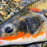 多摩川の春告魚〜マルタウグイをルアーで釣ってみよう