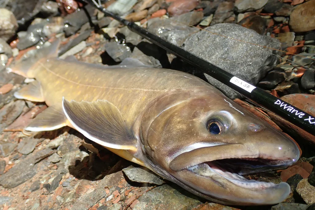 イワナ レプリカ フィギュア 渓流魚 ヤマトイワナ ニッコウ