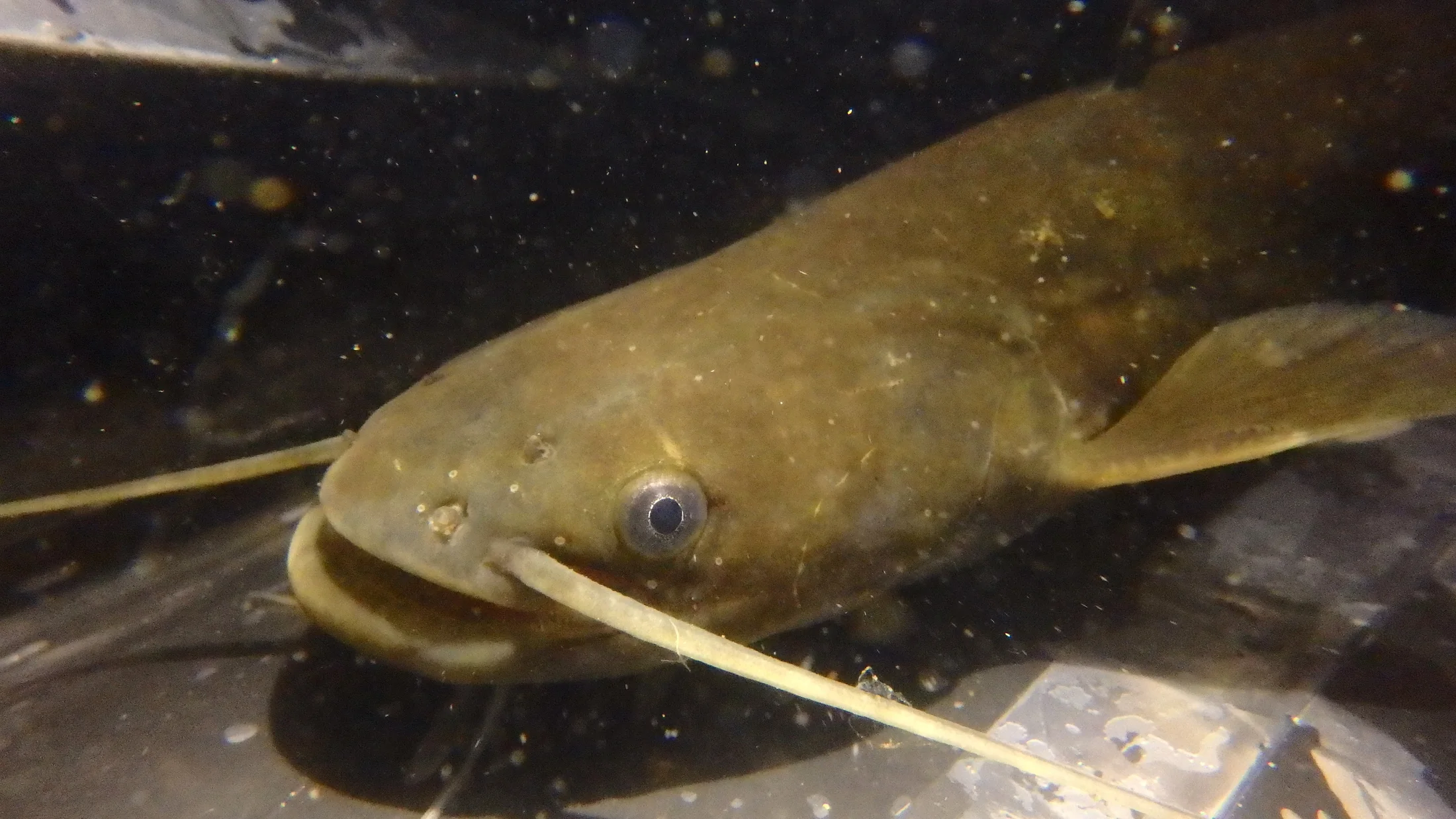 日本に生息する4種類のナマズ - AQUA_生き物たちの隠された魅力を解き明かす、釣り人たちの冒険譚