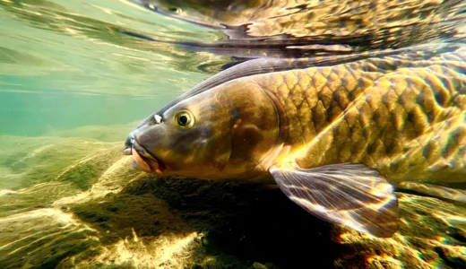 最も身近な川魚“コイ”を食パンで手軽に釣ってみよう