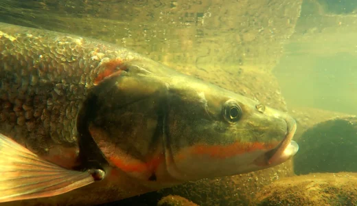 東北に棲む幻の魚『ウケクチウグイ』を求めた真夏の釣行記