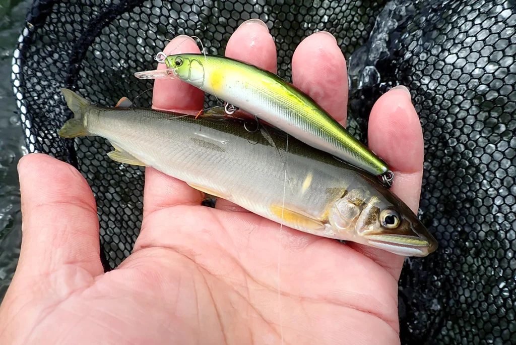 アユがルアーで沢山釣れるin首都圏を流れる相模川 - AQUA_生き物たちの隠された魅力を解き明かす、釣り人たちの冒険譚