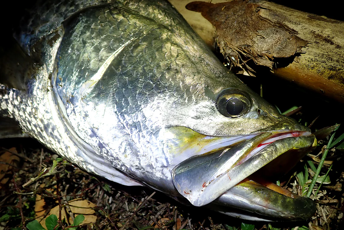 ミッション』初場所の陸っぱり＆制限時間36hでネイティブバラマンディ