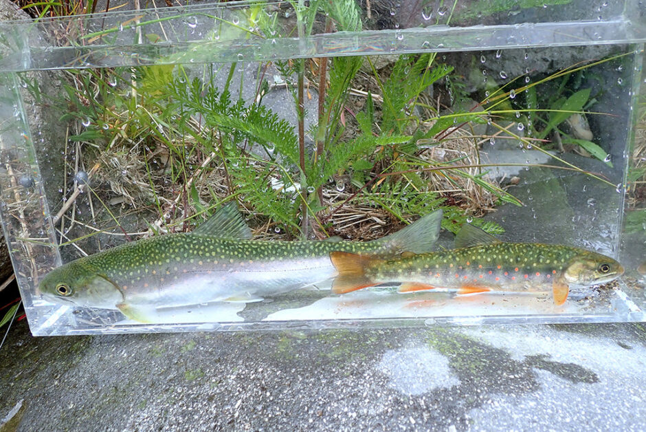 日本に棲むイワナの種類と見分けかた(イワナの世界へようこそ Vol .1) - AQUA_生き物たちの隠された魅力を解き明かす、釣り人たちの冒険譚