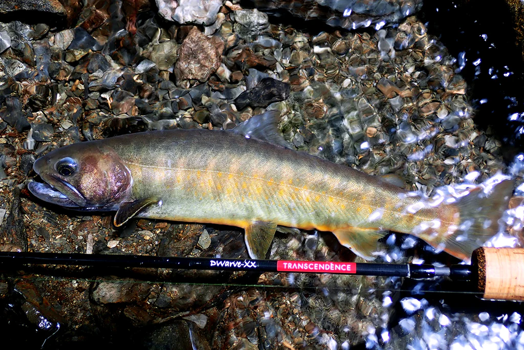 イワナ　レプリカ　フィギュア　ヤマトイワナ　ニッコウイワナ　日本の清流　岩魚 イワナ レプリカ フィギュア ヤマトイワナ ニッコウイワナ 日本