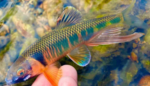 天女の羽衣をまとったオイカワを多摩川で釣る