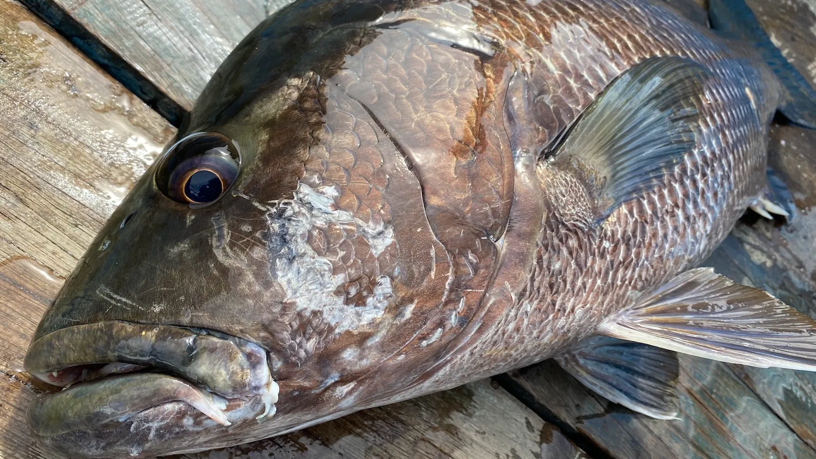 未使用蚊帳6畳釣 釣具2個 未使用蚊帳6畳釣 釣具